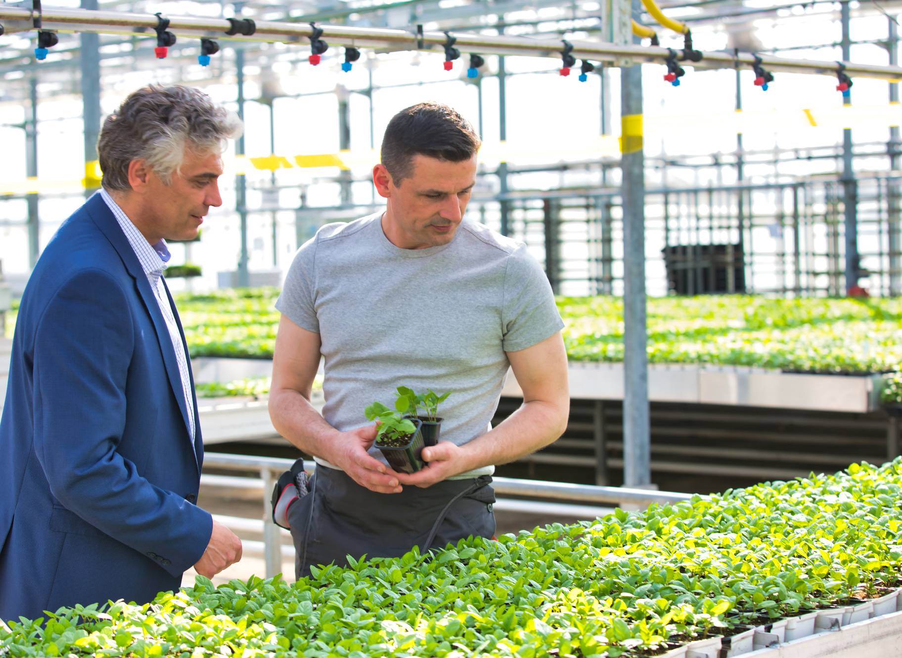 Two men caring plants in a greenhouse